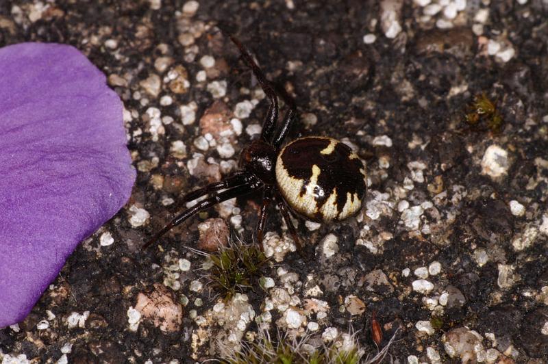 Synaema_globosum_D5032_Z_89_Les Gris_Frankrijk.jpg